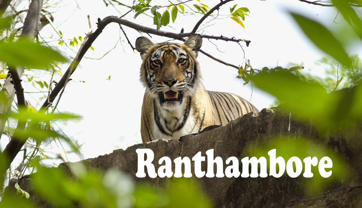 Ranthambore-National-Park-5-1536×883-1